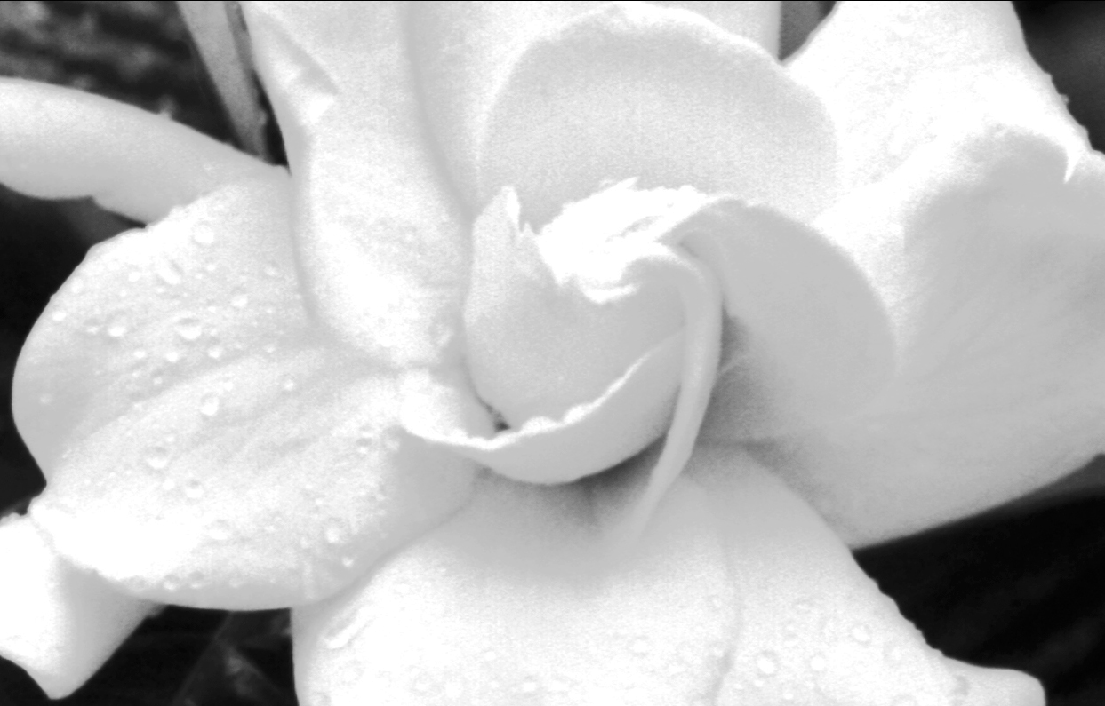 white magnolia flower